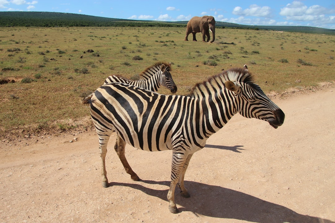 Addo Elephant National Park