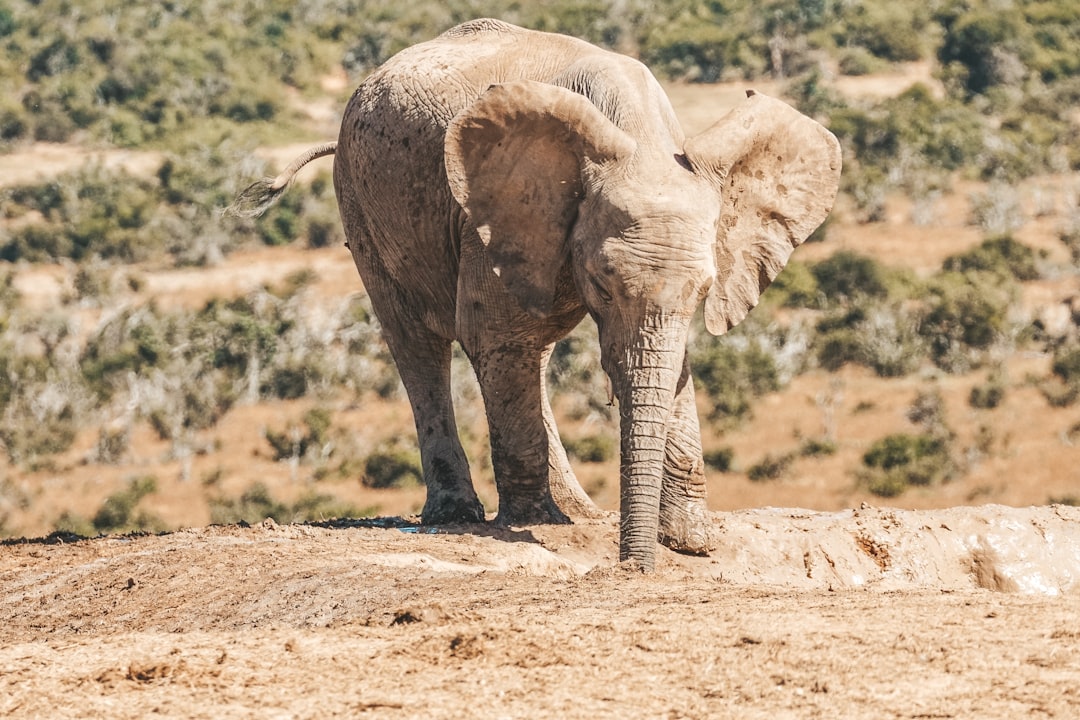 Addo Elephant National Park
