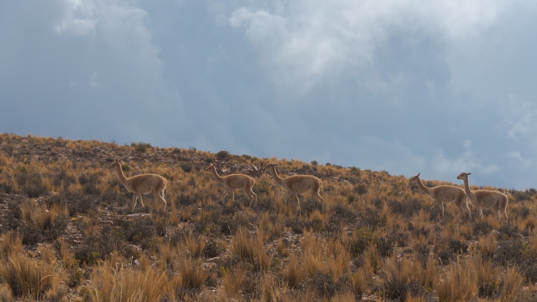 Graaff-Reinet