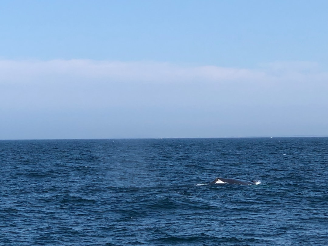 Hermanus