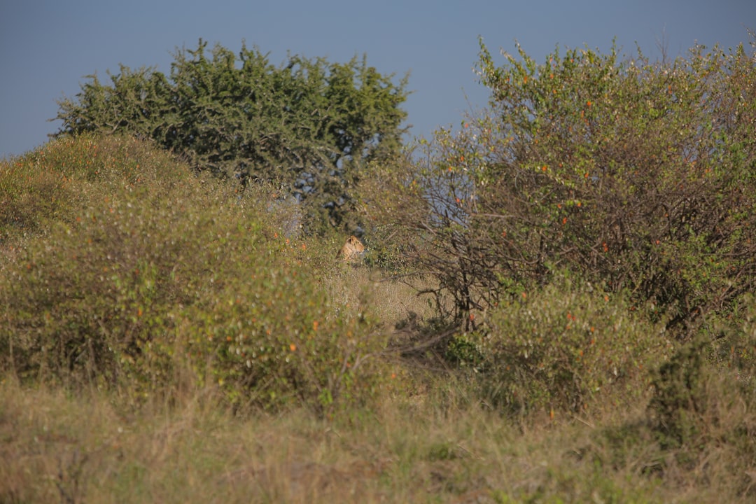 Hluhluwe