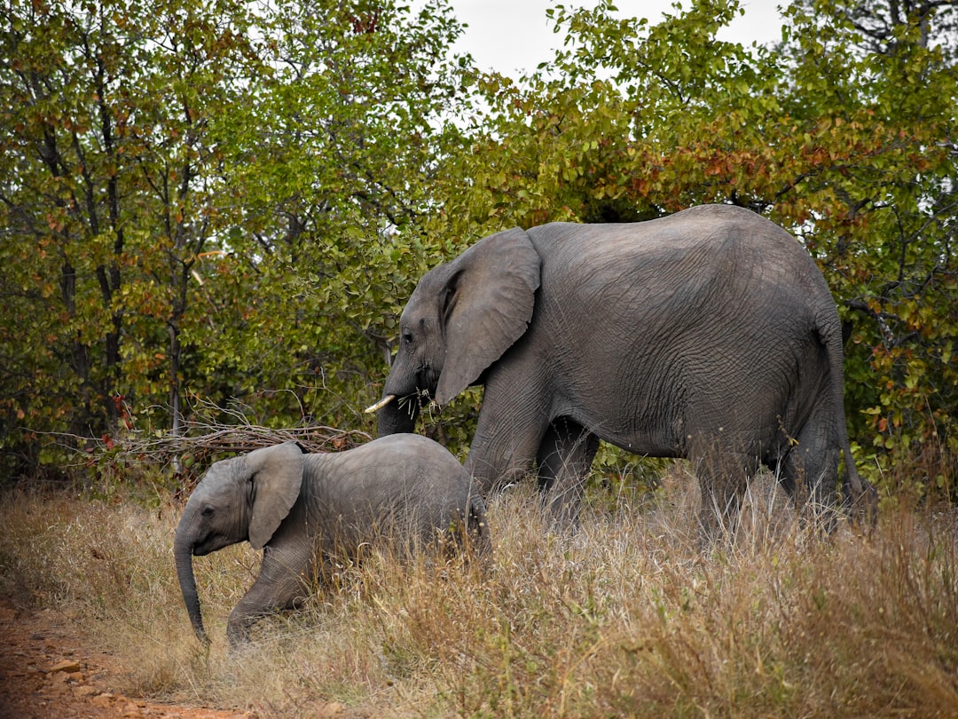 Kruger National Park