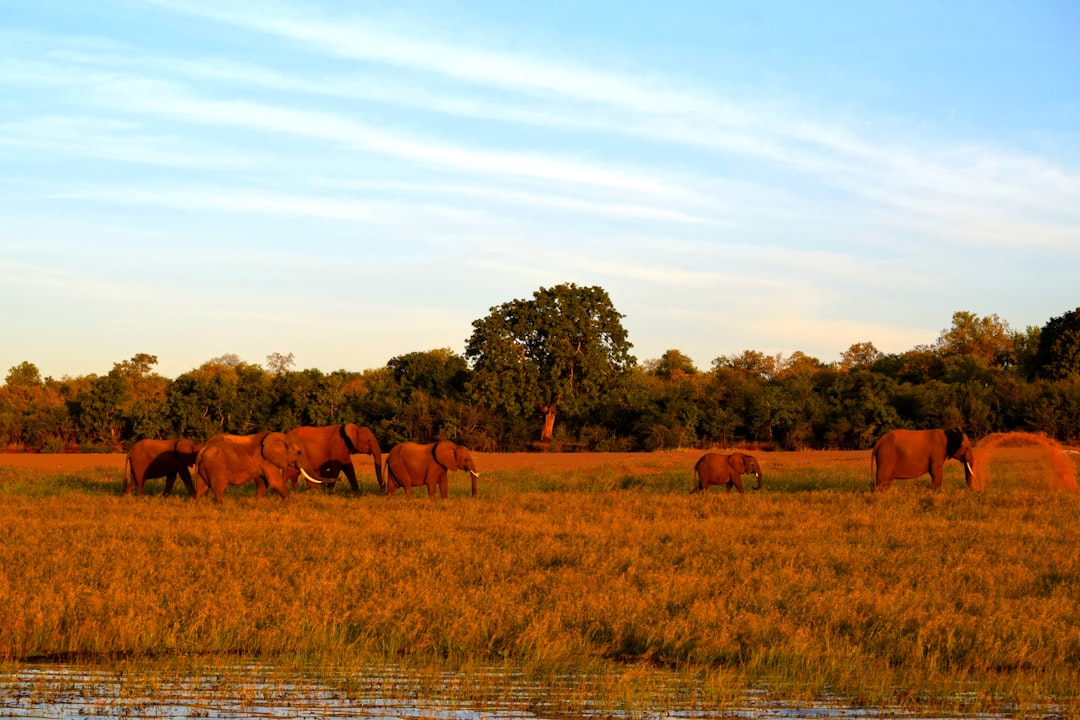 Okavango Delta