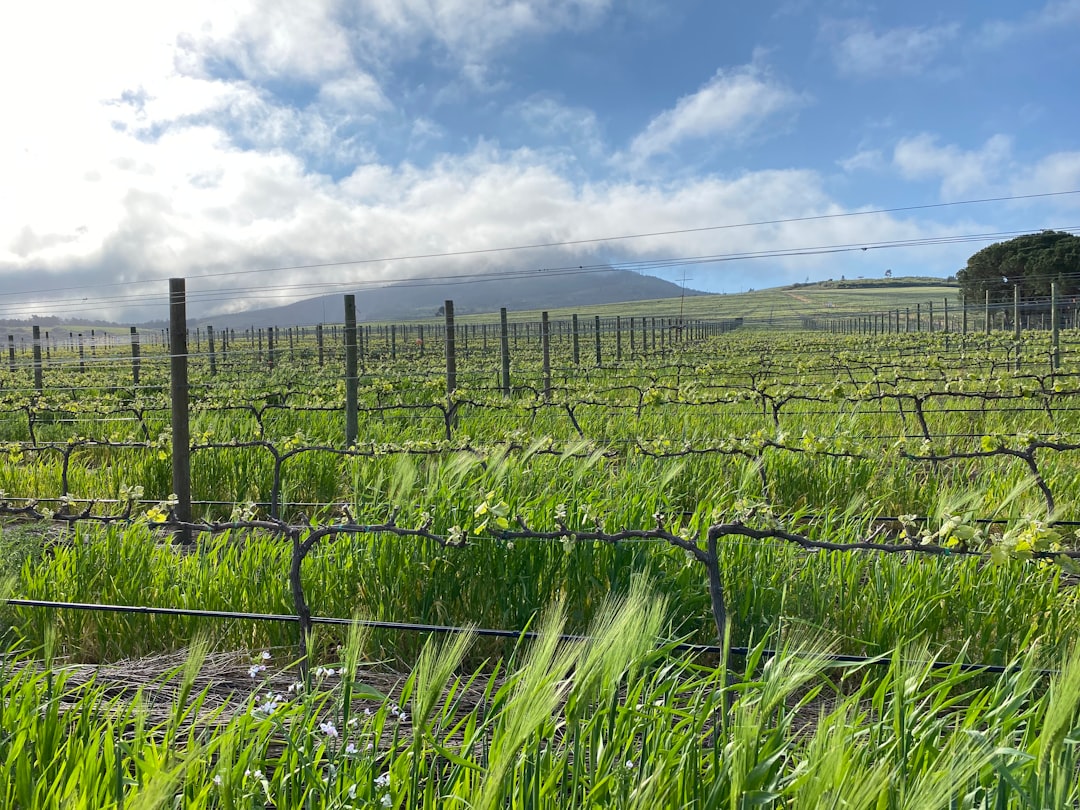 Somerset West