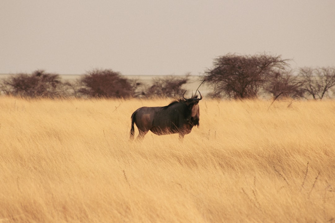 Tswalu