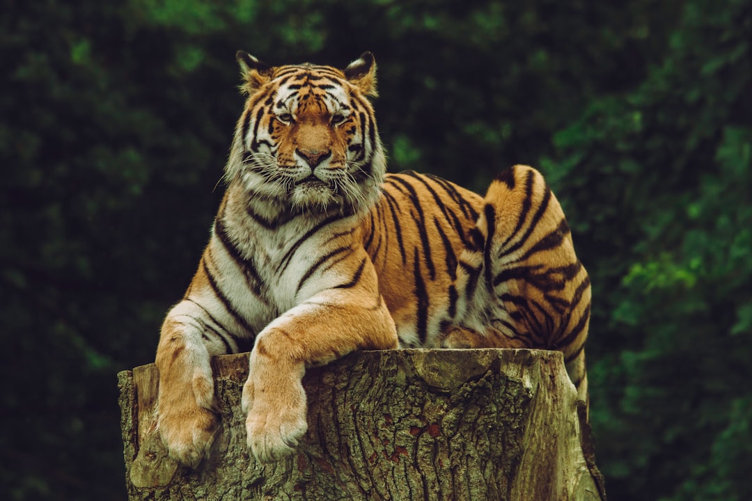 Tigre