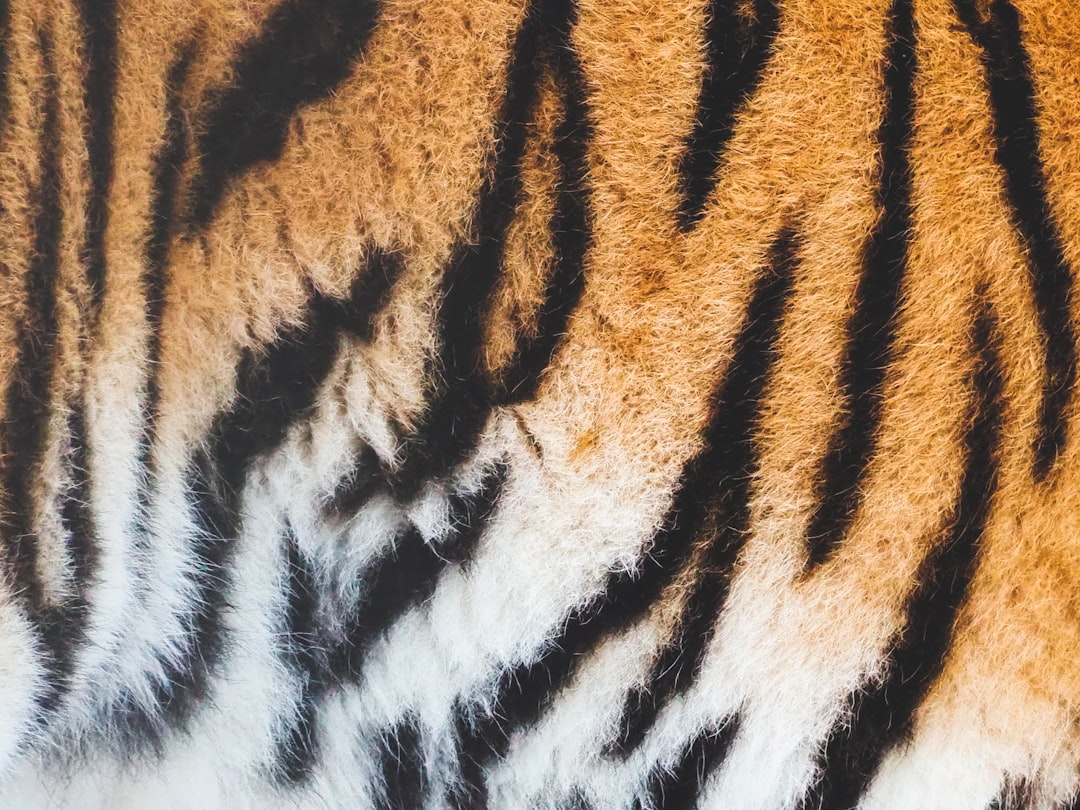Tigre