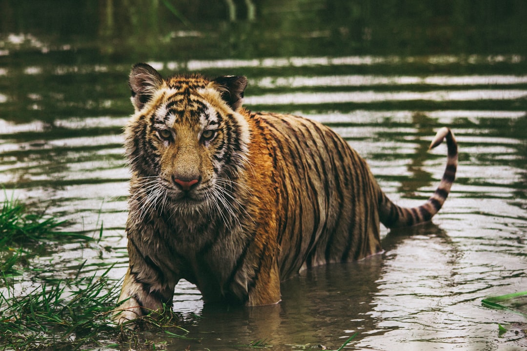 Tigre