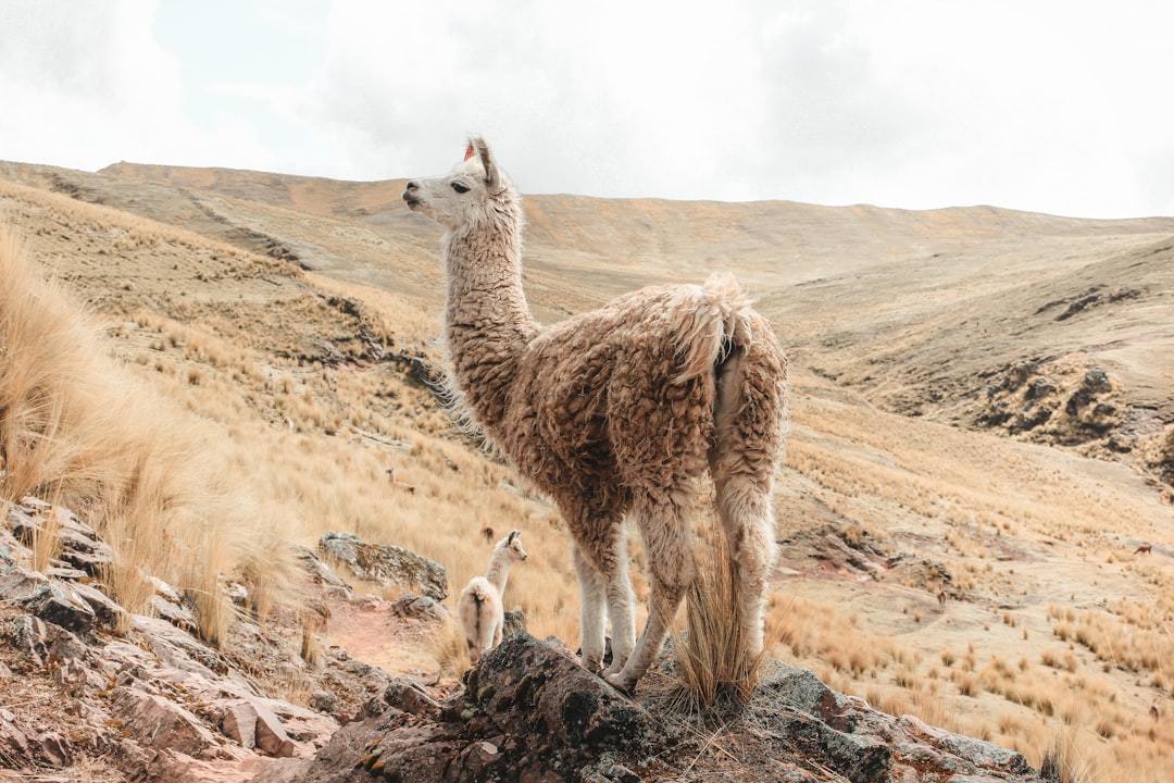 Cusco