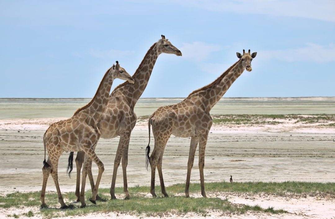 Etosha
