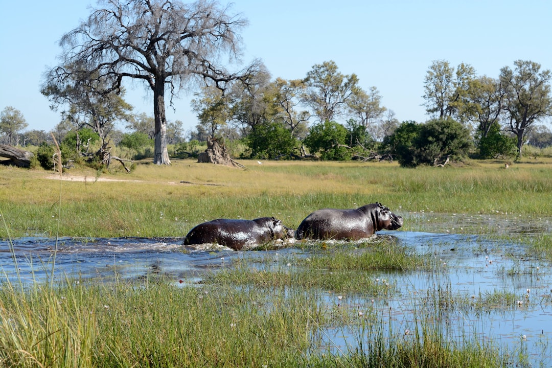 Okavango