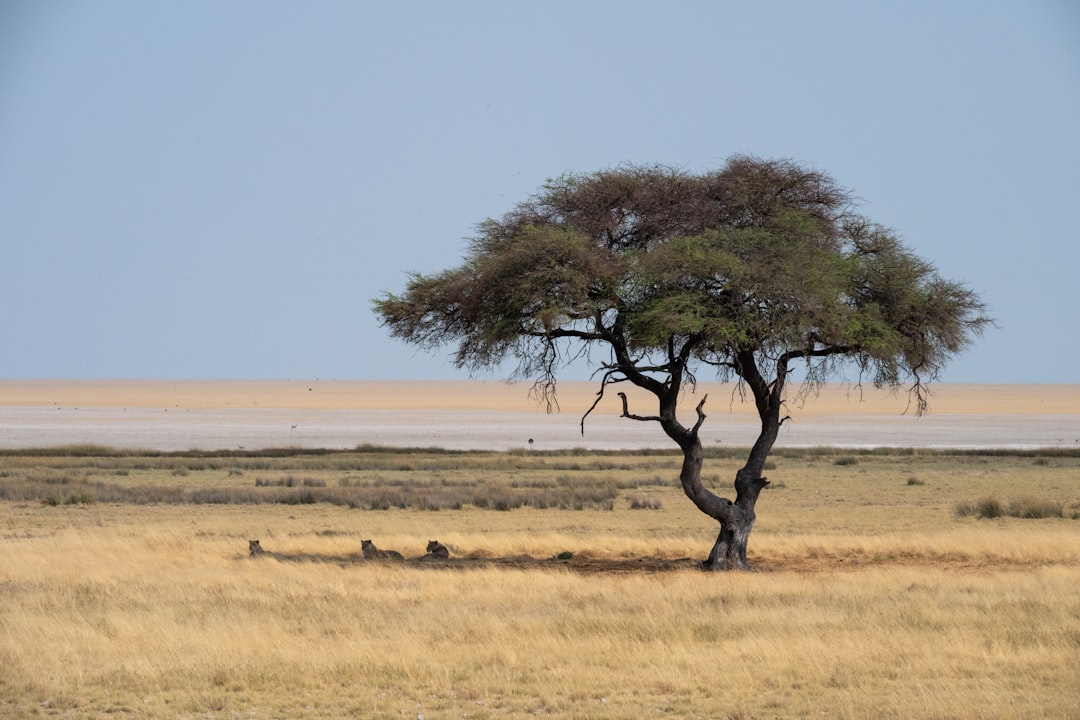 Parc National d’Etosha