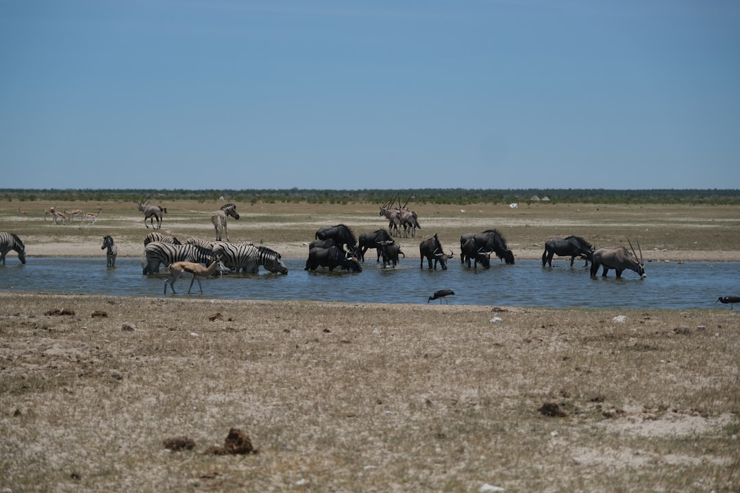 Parc National d’Etosha