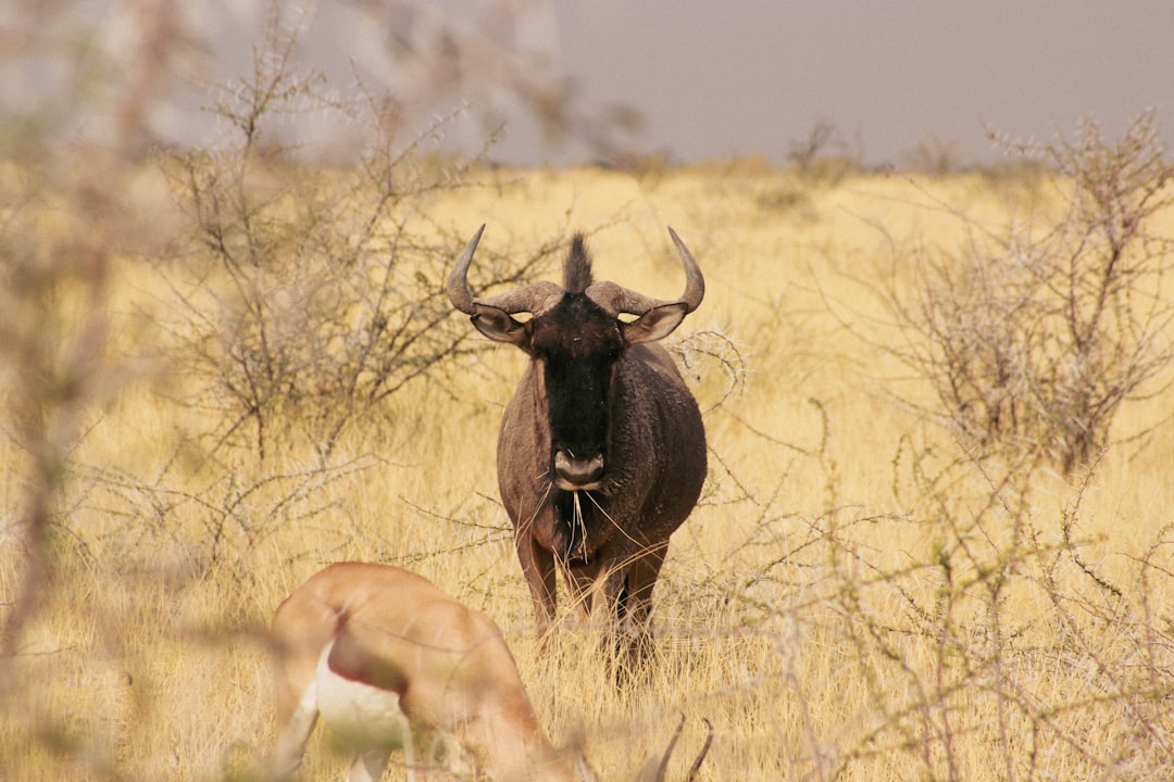 Parc National d’Etosha