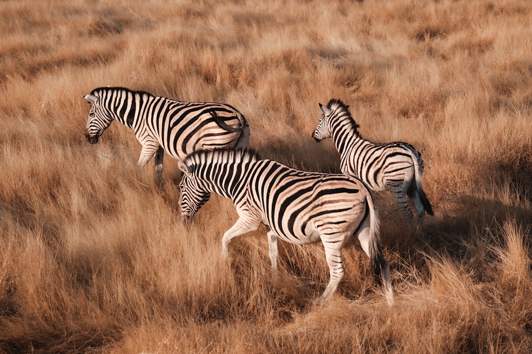 Parc National d’Etosha