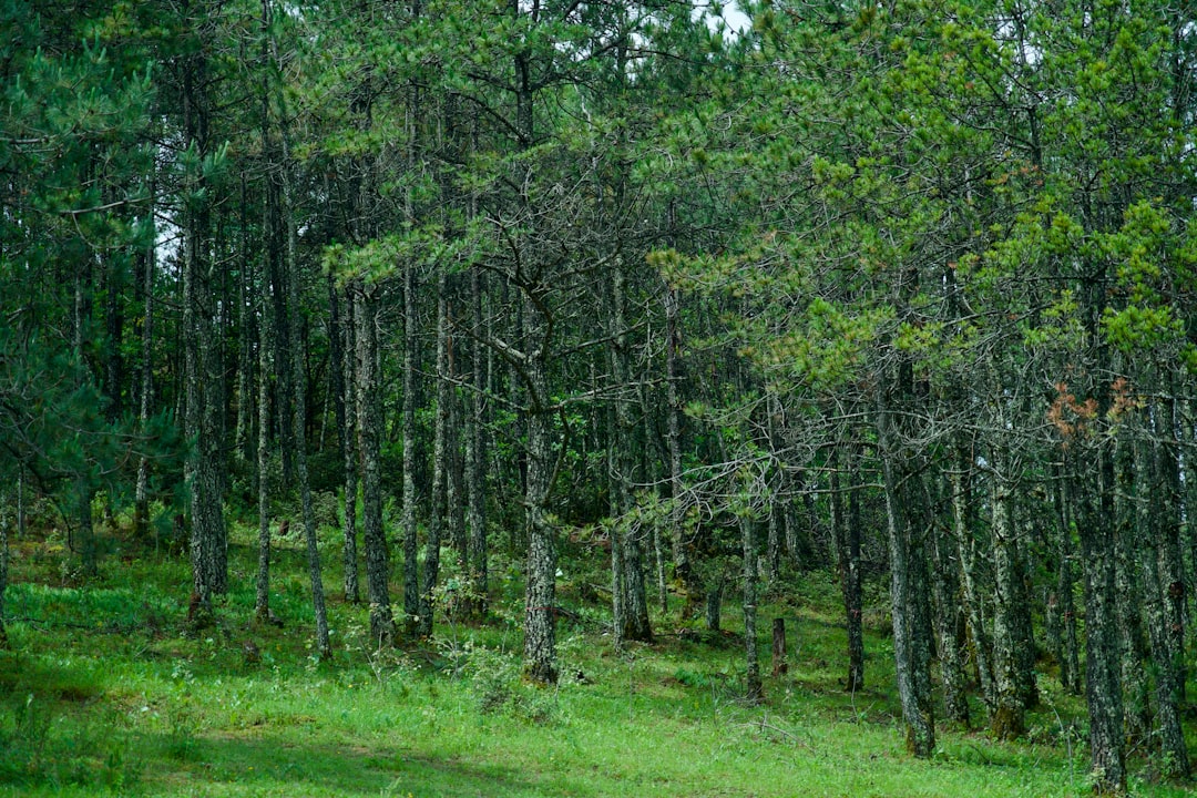 Karukinka