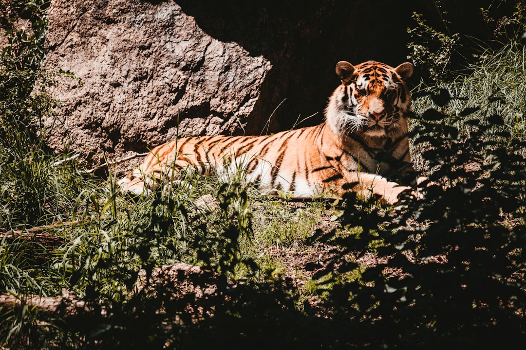 Tiger Leaping Gorge