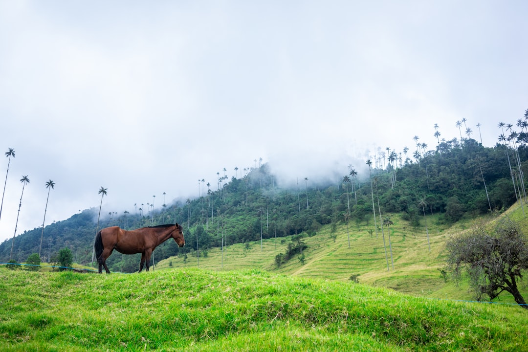 Cocora Valley