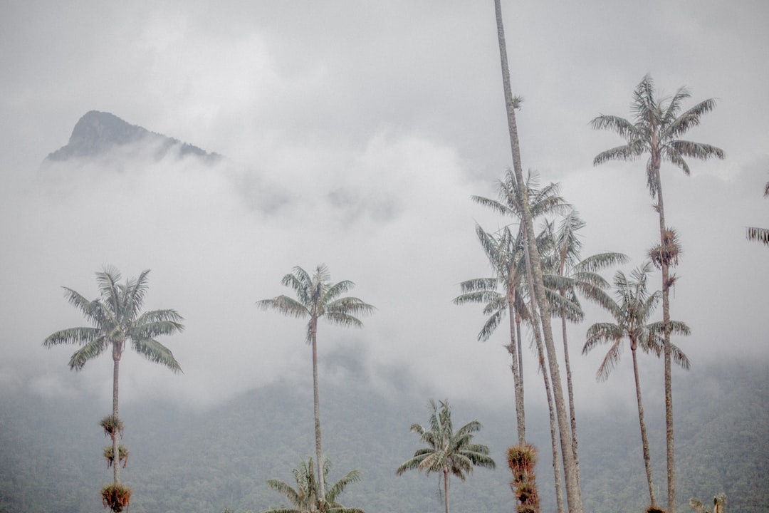Cocora Valley