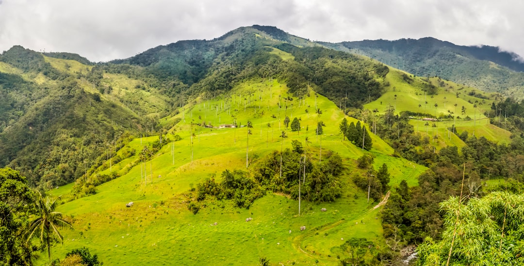 Cocora Valley