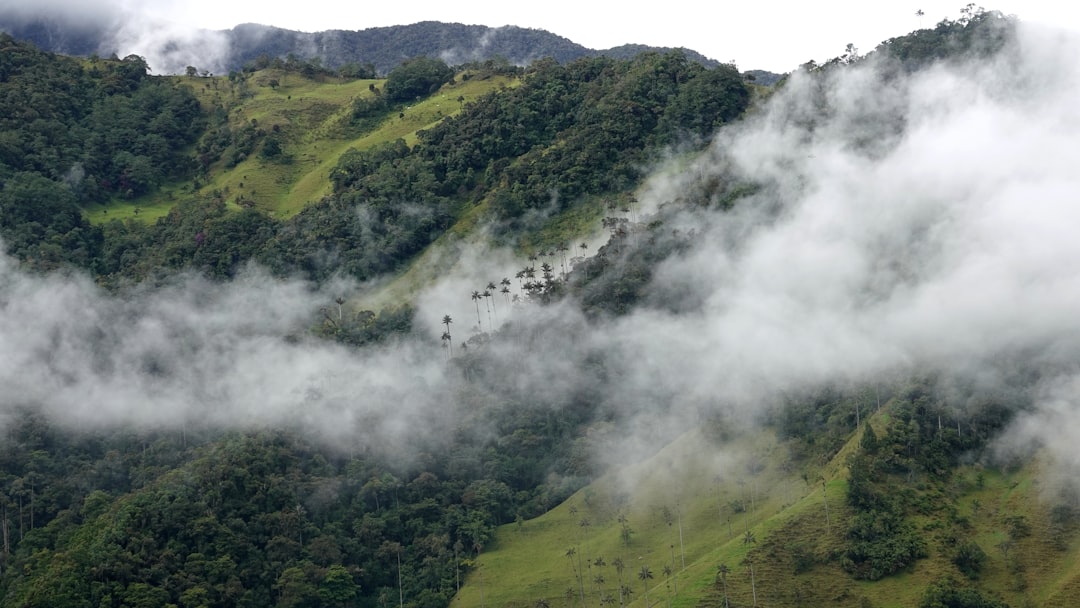 Cocora