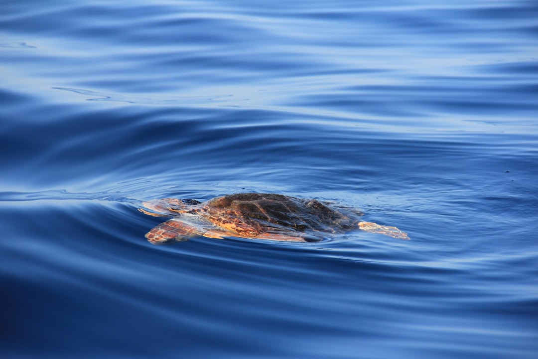 Tortuguero