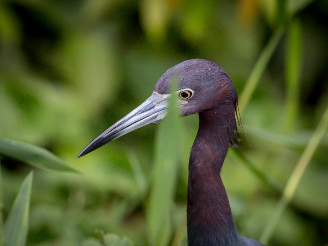 Tortuguero