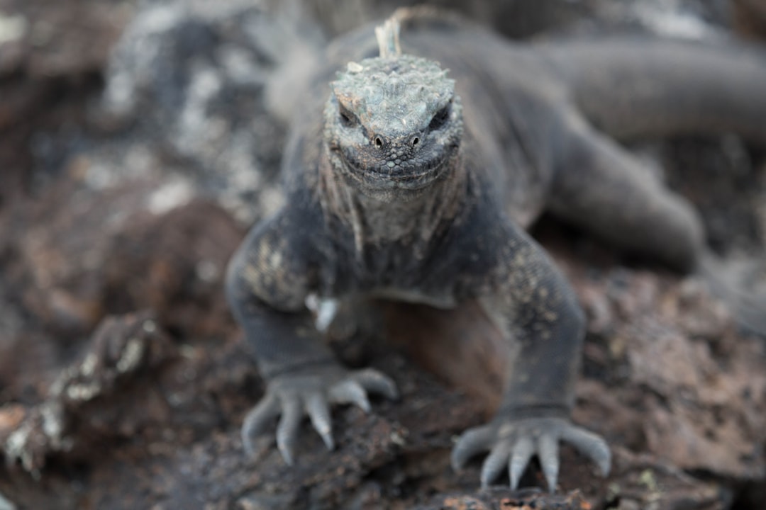 Galapagos
