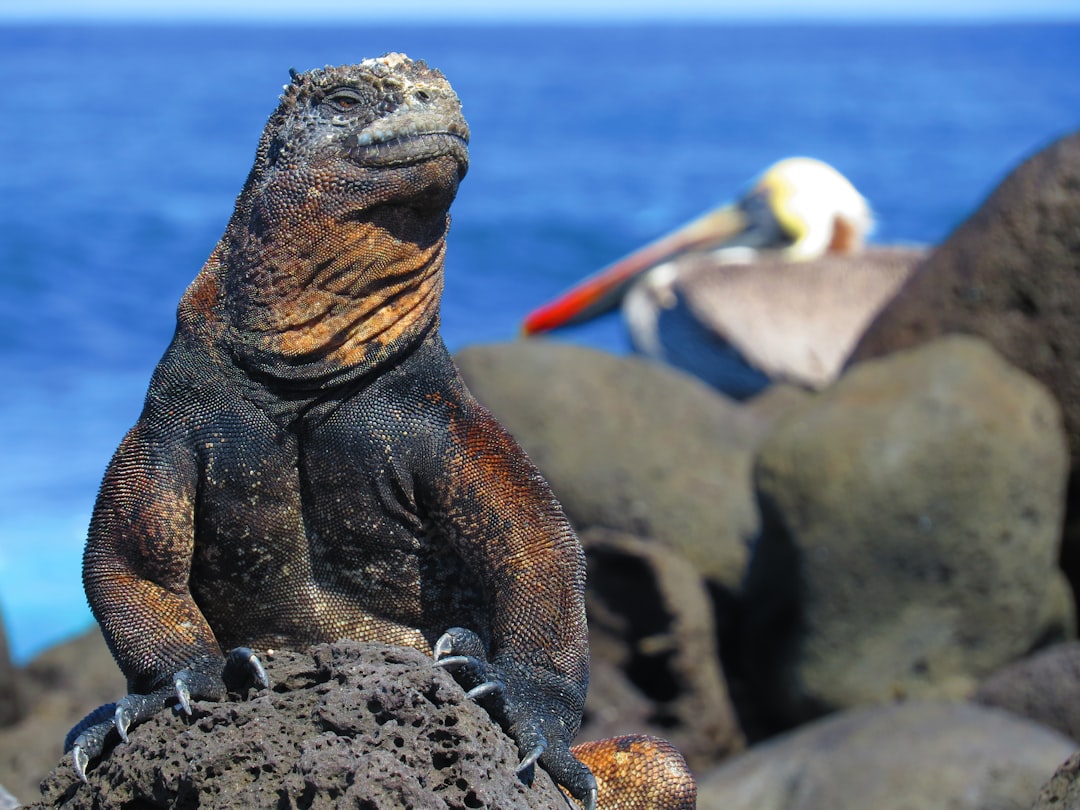 Galapagos