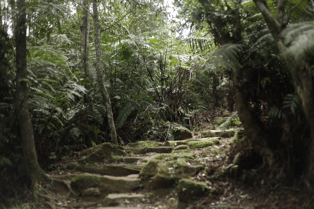 Tikal