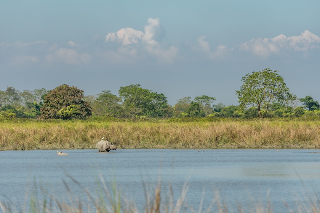 Kabini
