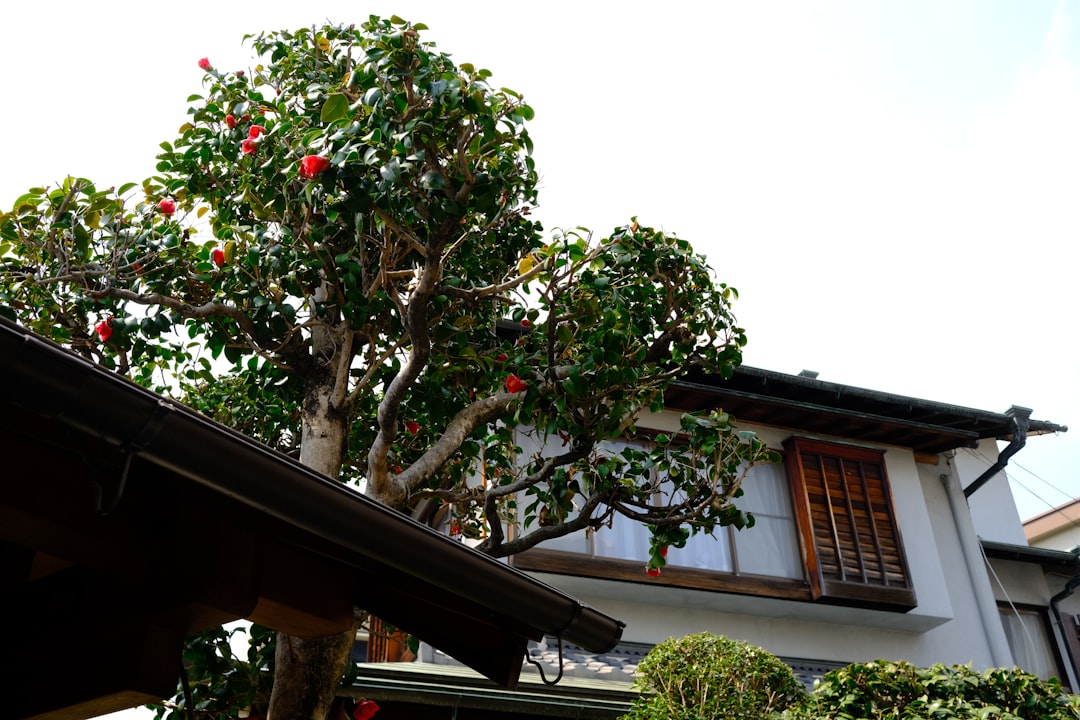 Kumarakom