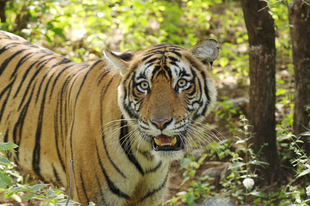 Ranthambore