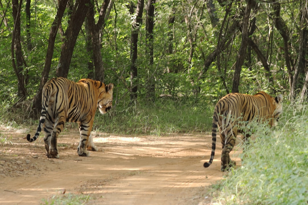 Ranthambore