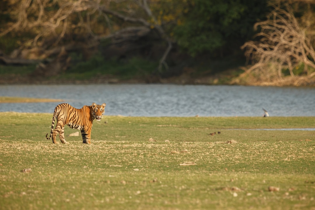 Silghat