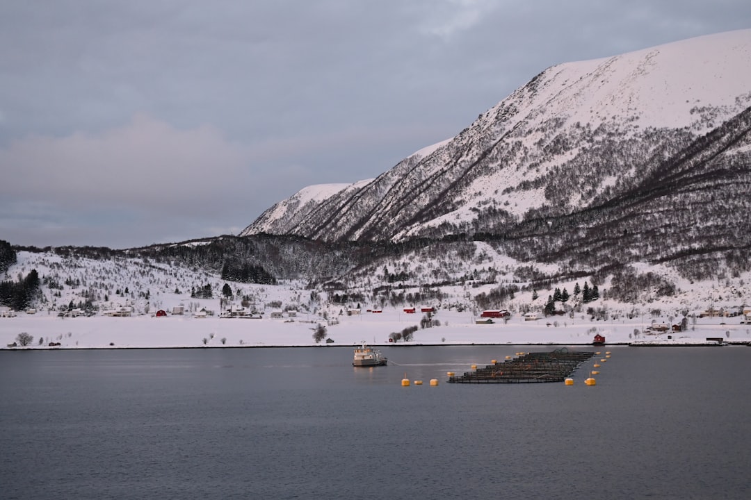 Höfn