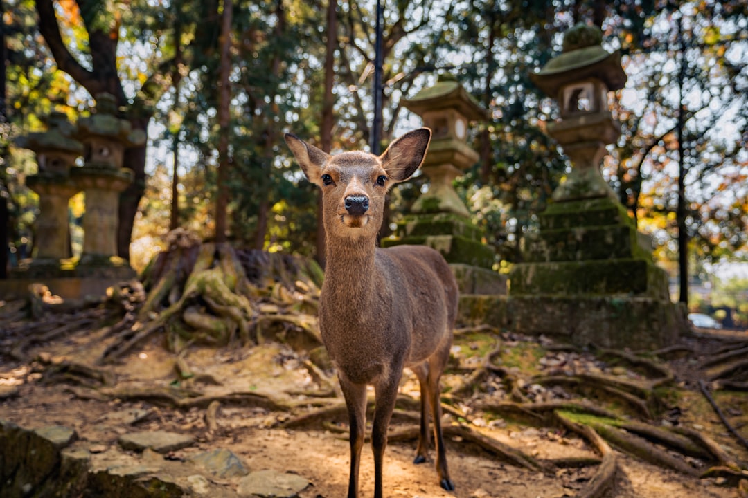 Nara