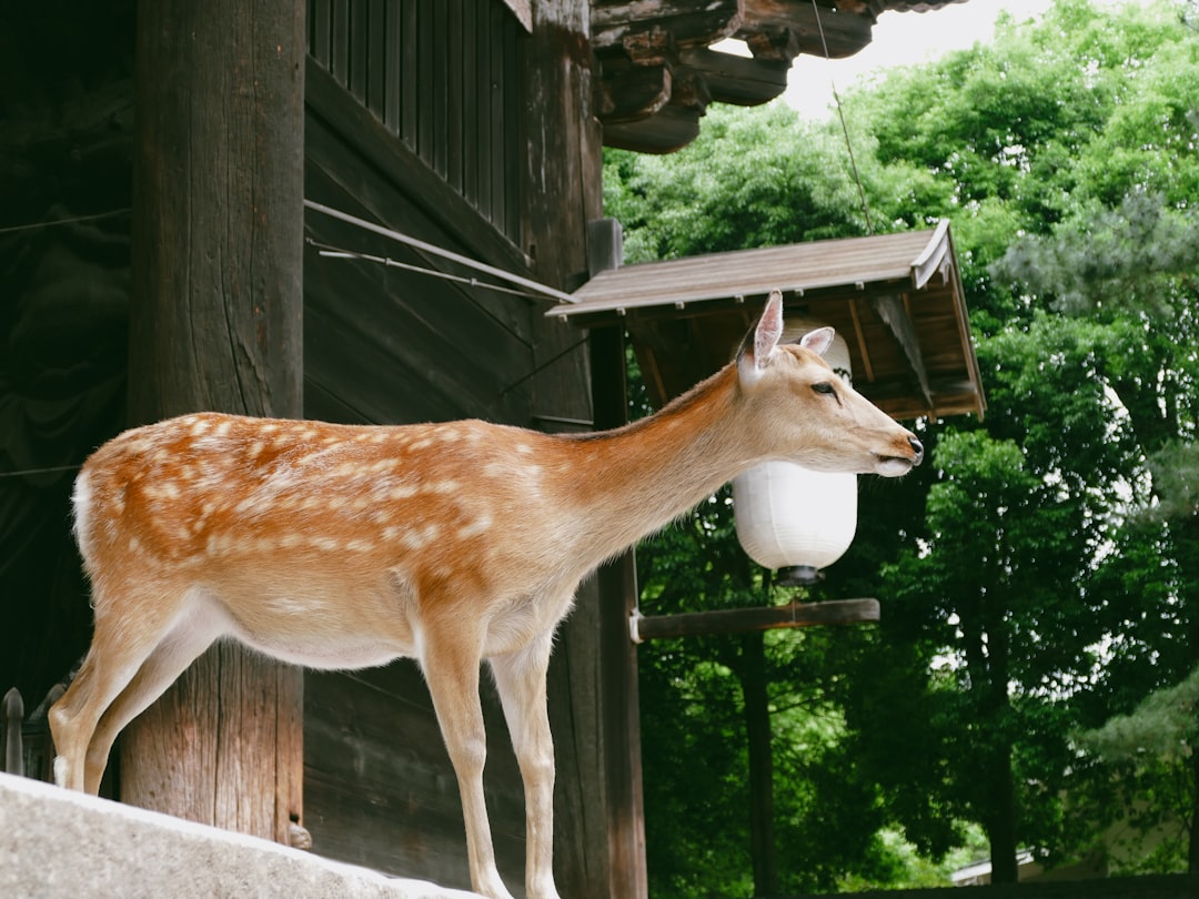 Nara