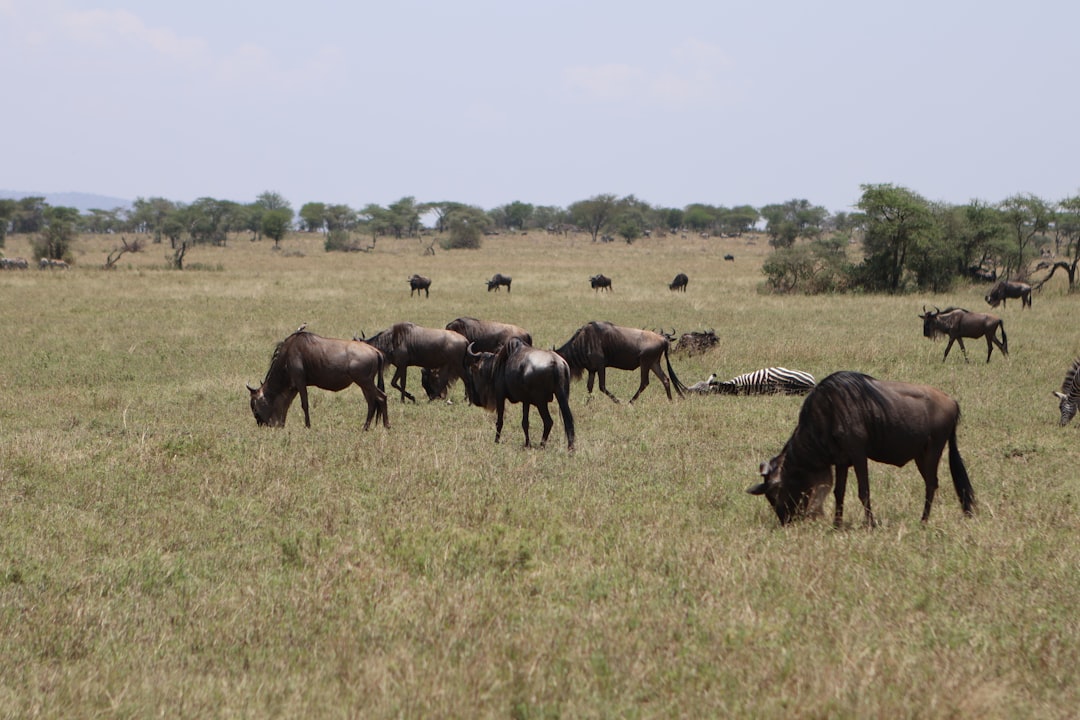 Arusha