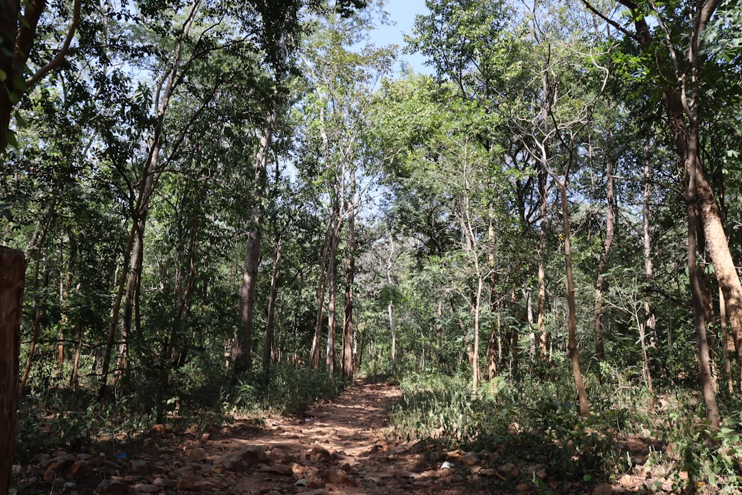 Bwindi