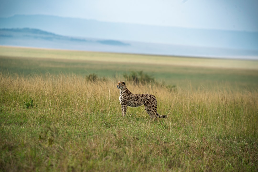 Masai Mara