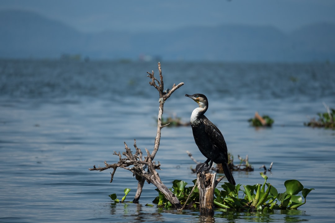 Naivasha