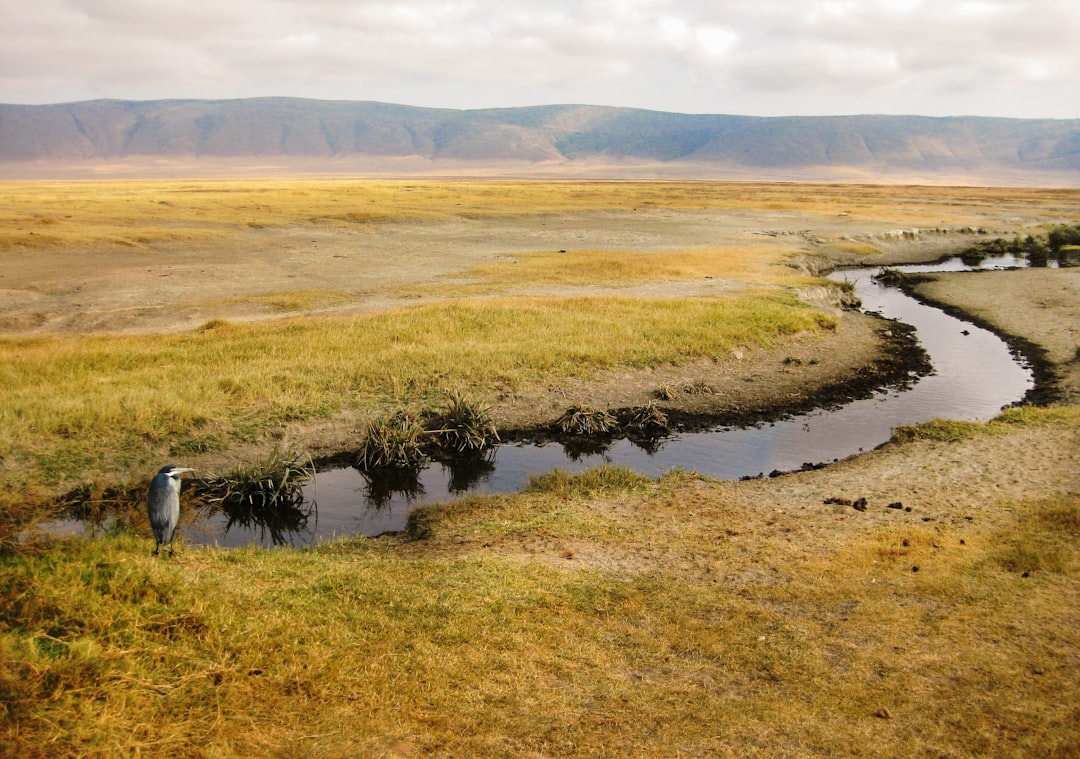 Ngorongoro