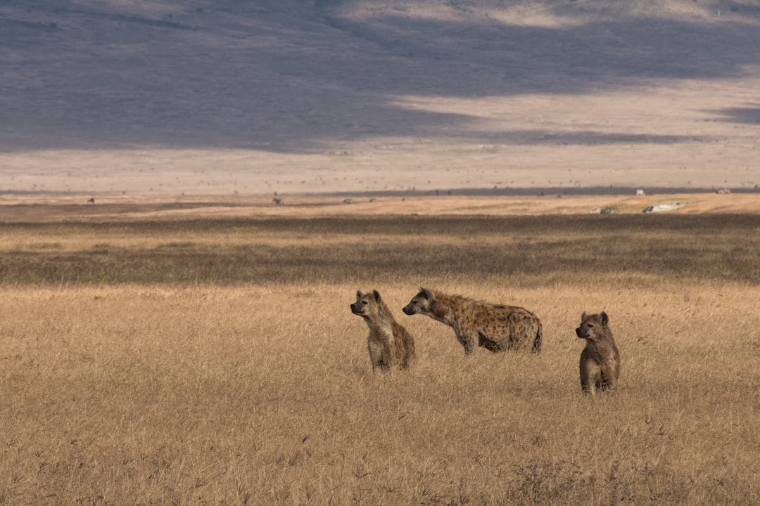 Ngorongoro