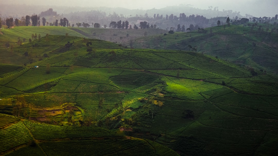 Ngorongoro