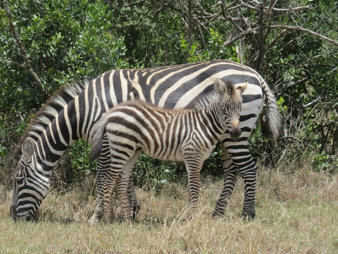 Ol Pejeta