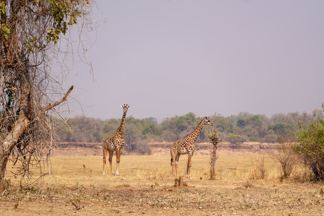 Tarangire