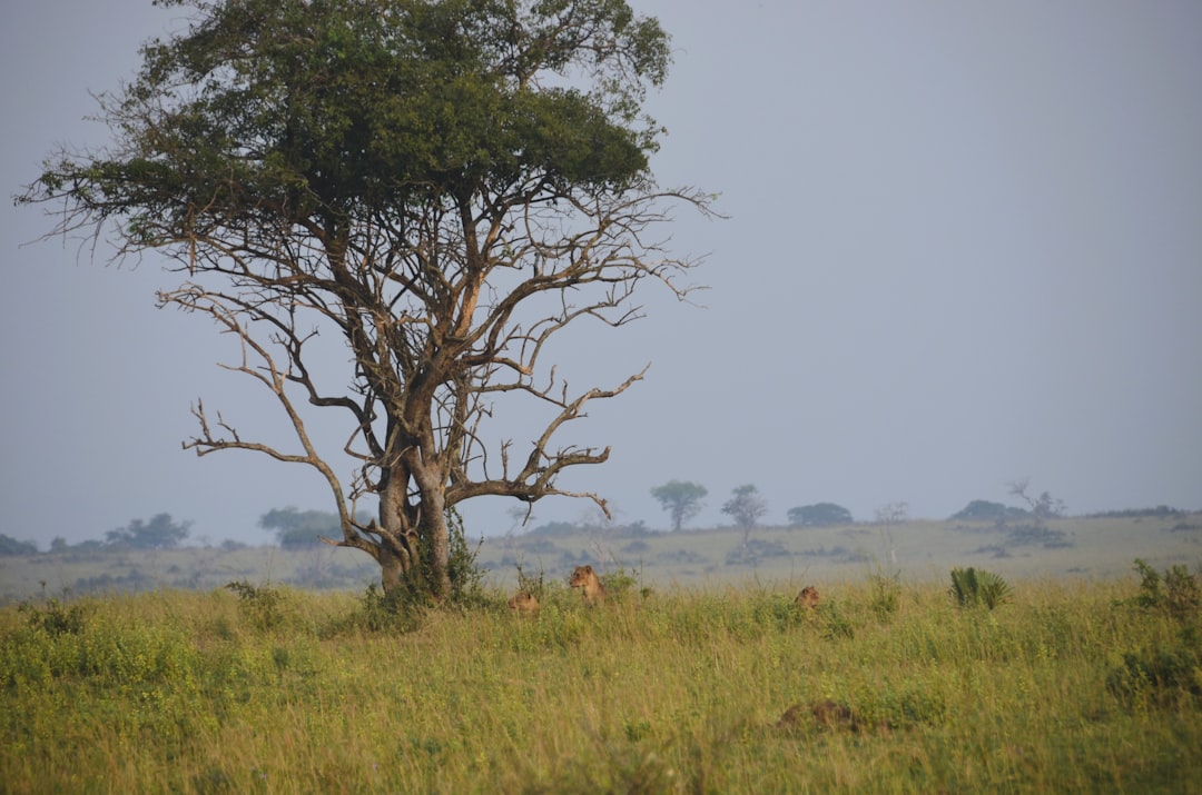 Tarangire
