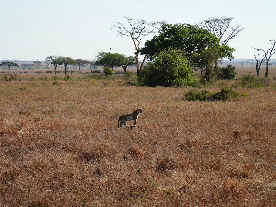 Tarangire