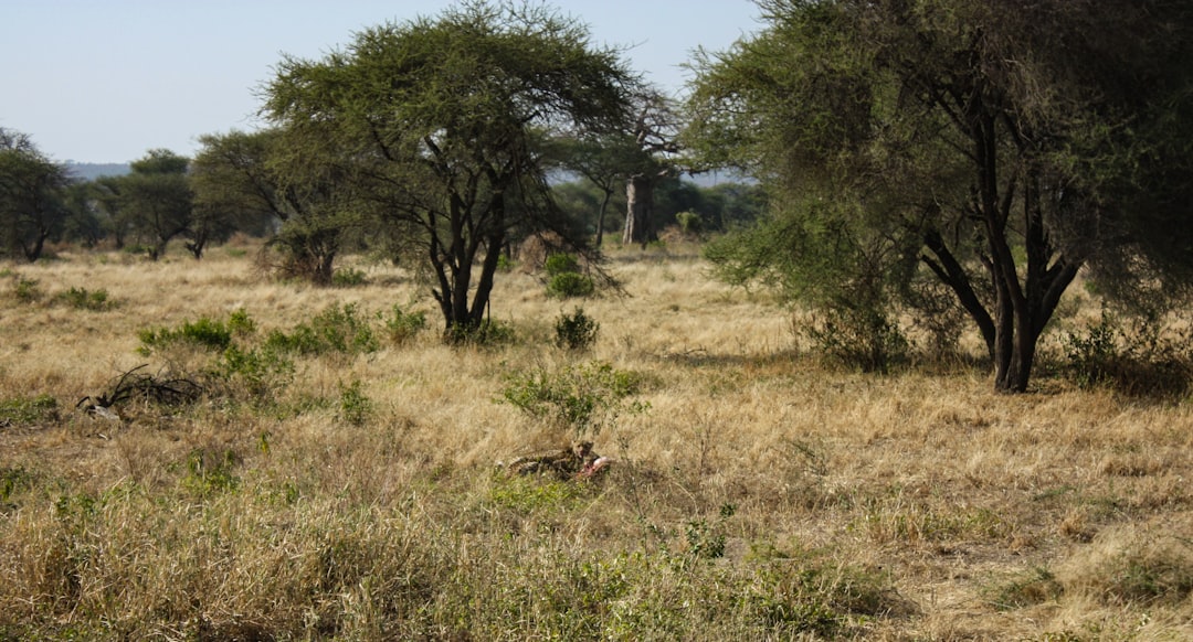 Tarangire